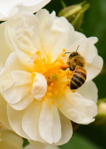 rlind_MomDayBioPark_0512_6