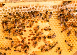 rlind_anitaamstutzbees_061215122(1)