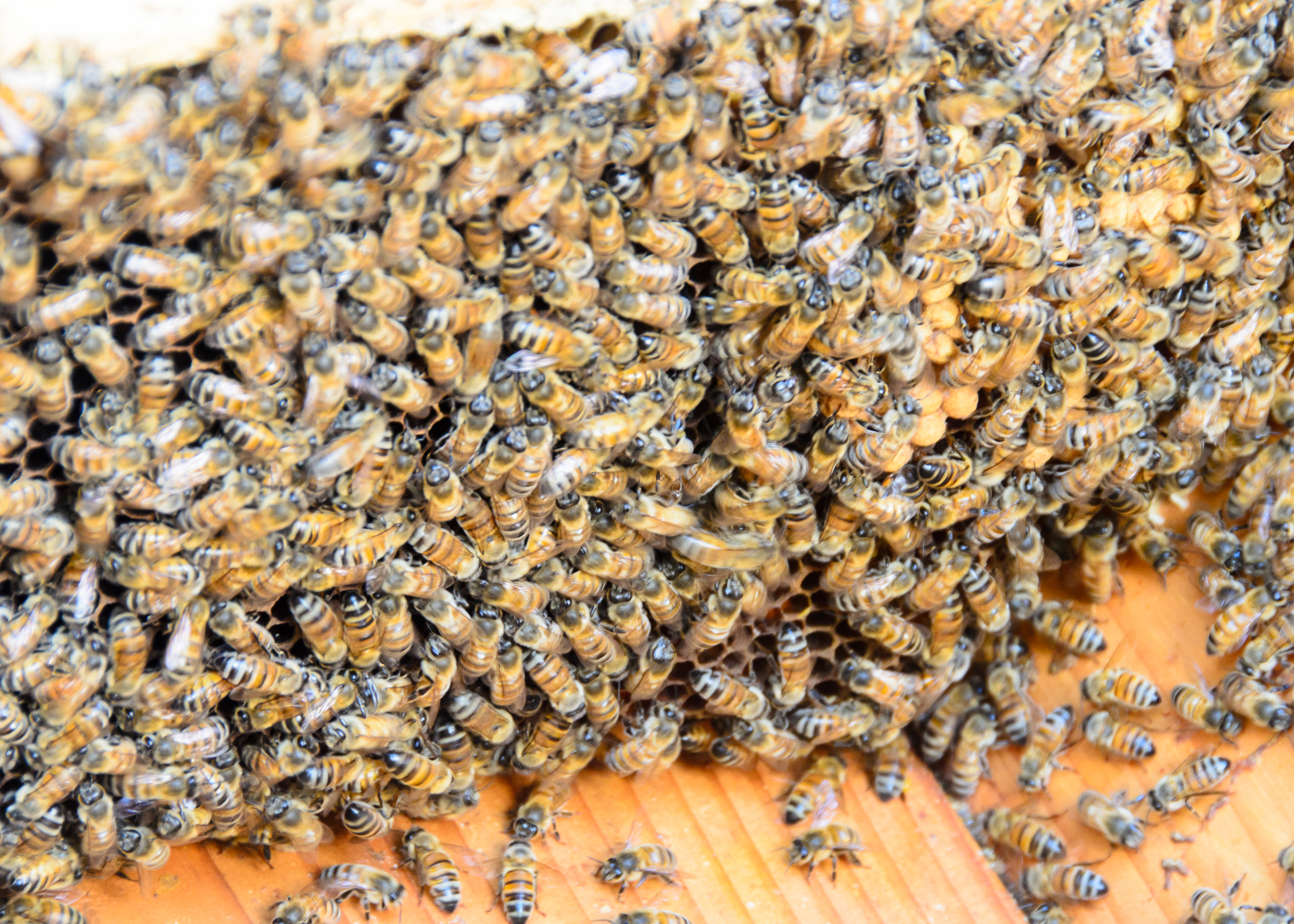 rlind_anitaamstutzbees_061215157