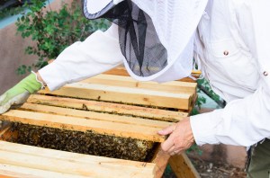 rlind_anitaamstutzbees_061215163