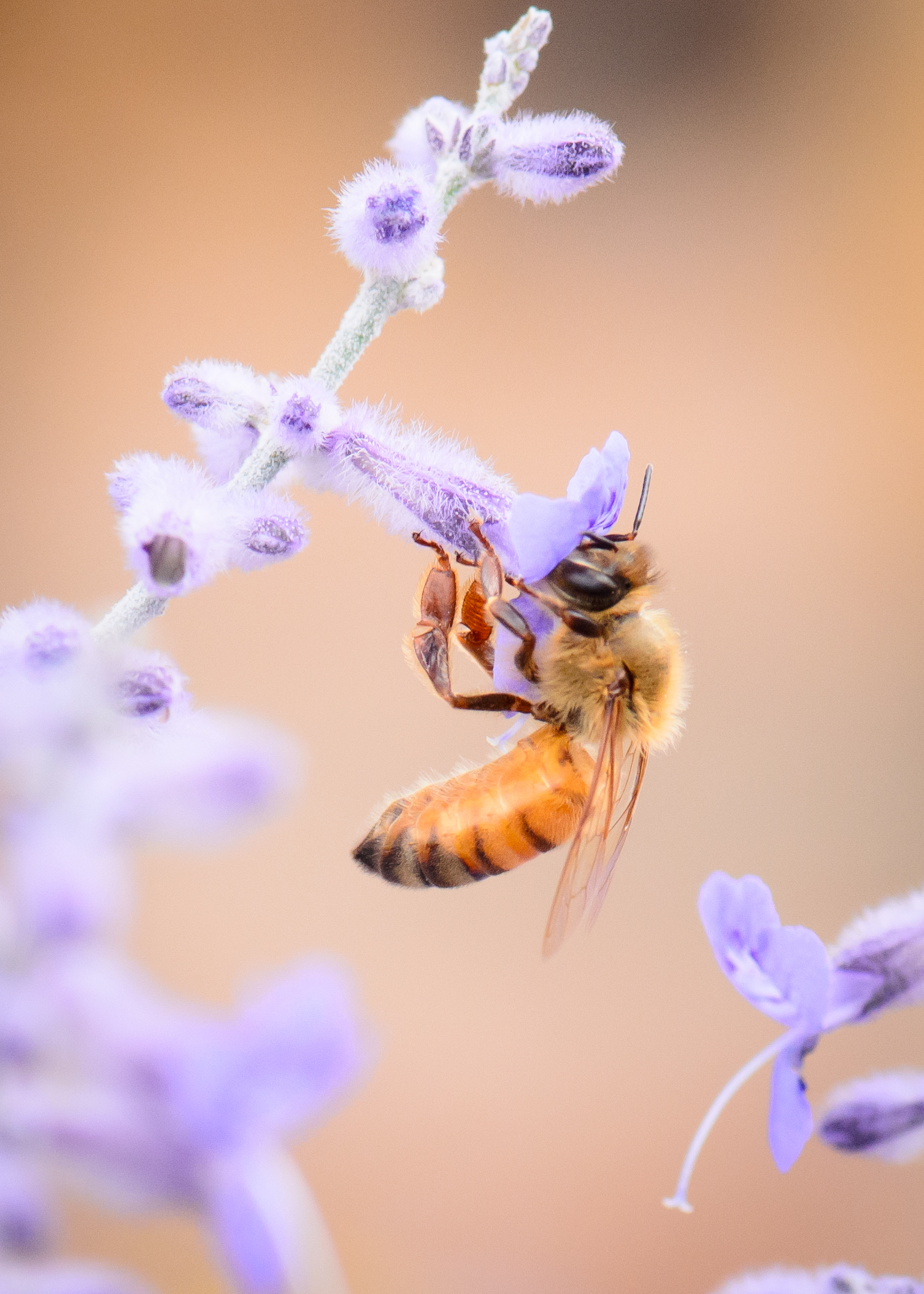 rlind_anitaamstutzbees_061215252