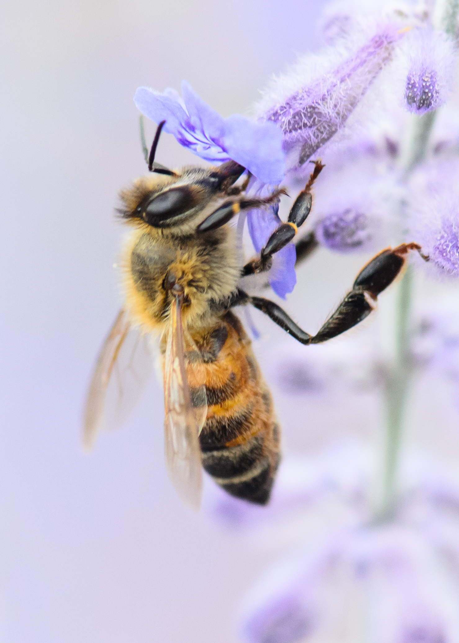 rlind_anitaamstutzbees_061215290