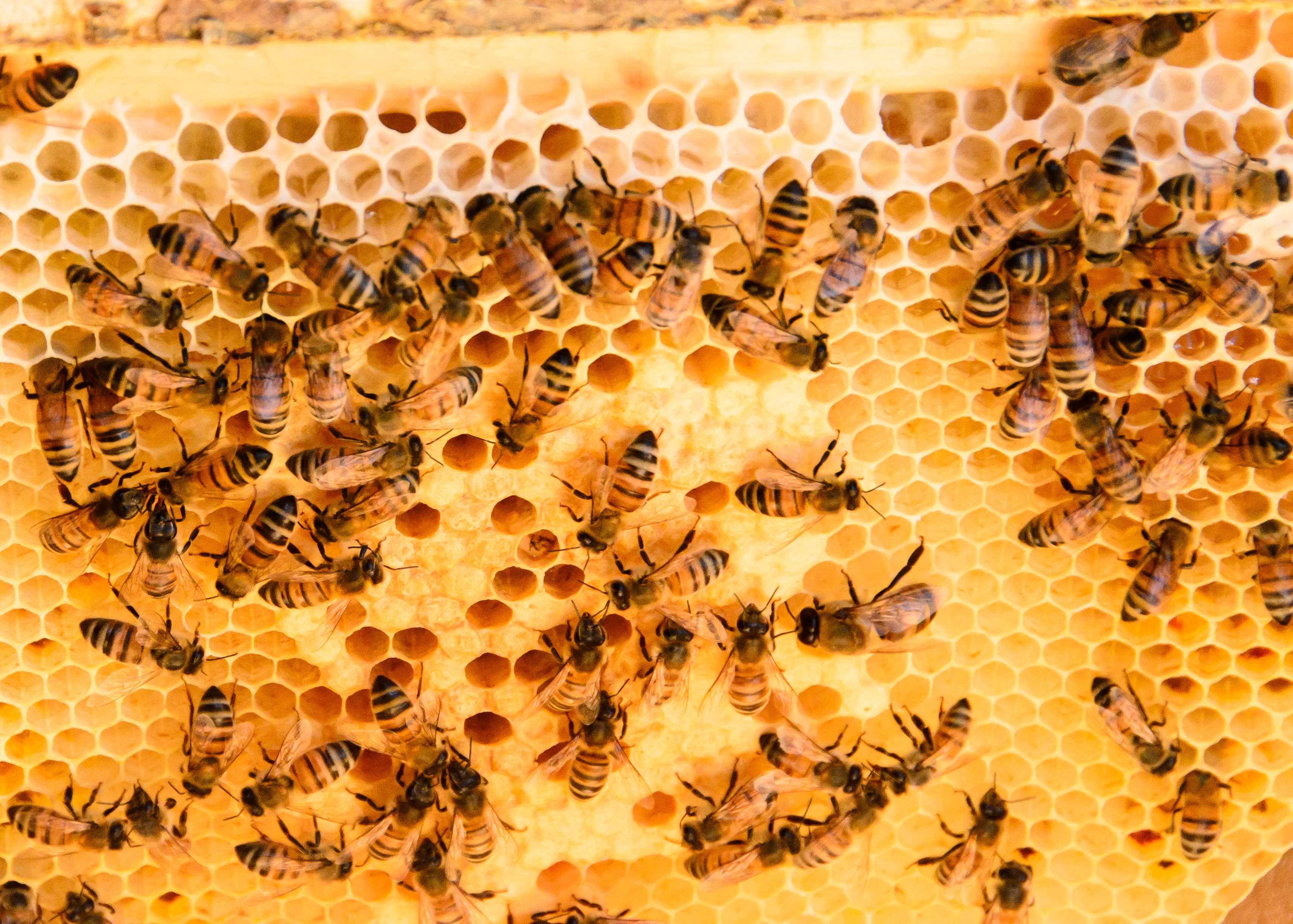 rlind_anitaamstutzbees_061215122