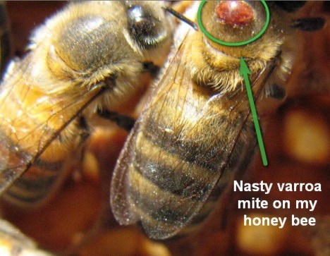 e3056-nastyvarroamiteonhoneybee