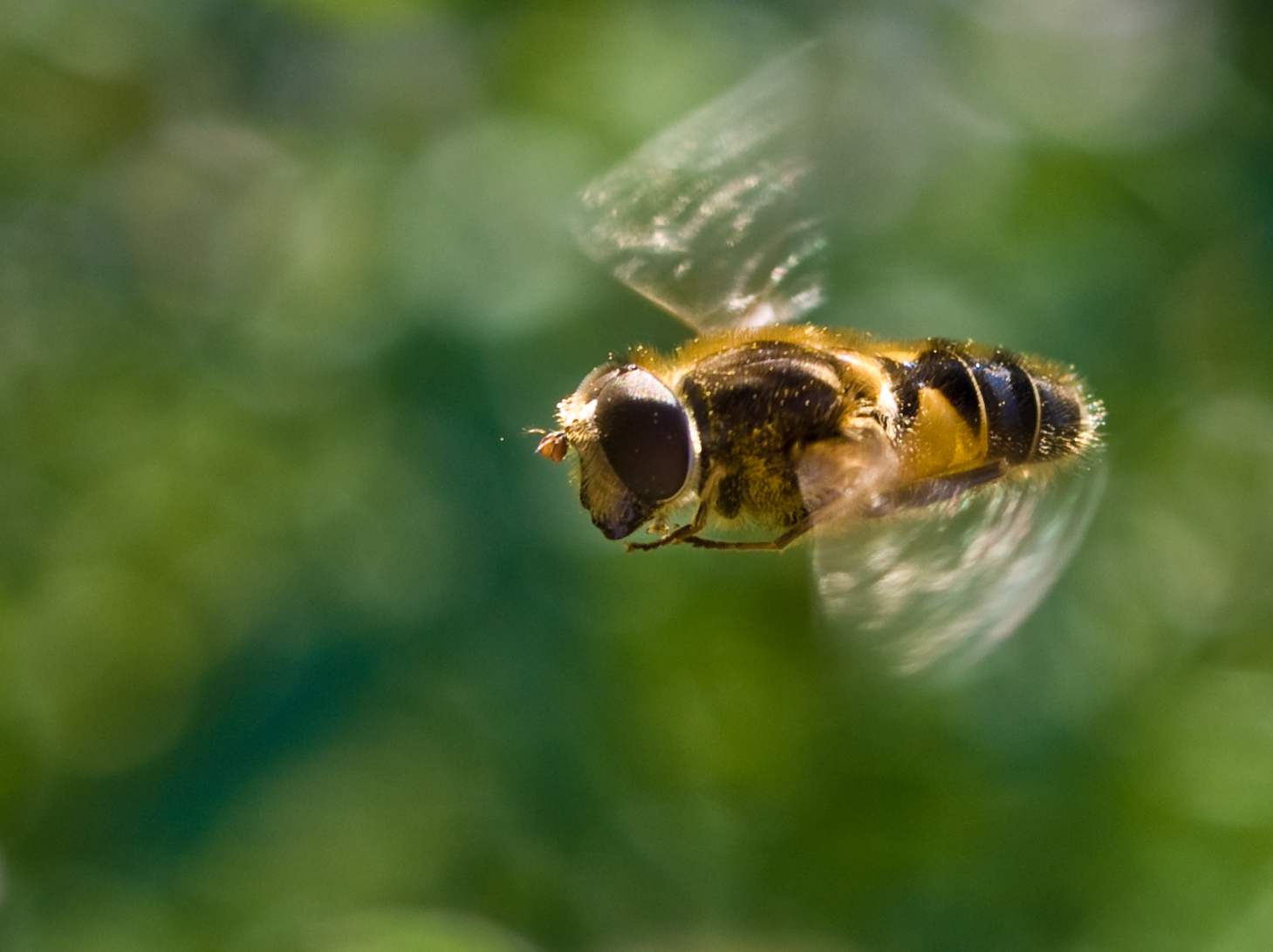 Honey Bee in Flight